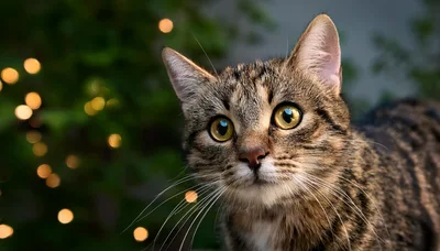Close Up Portrait Of A Tabby Cat