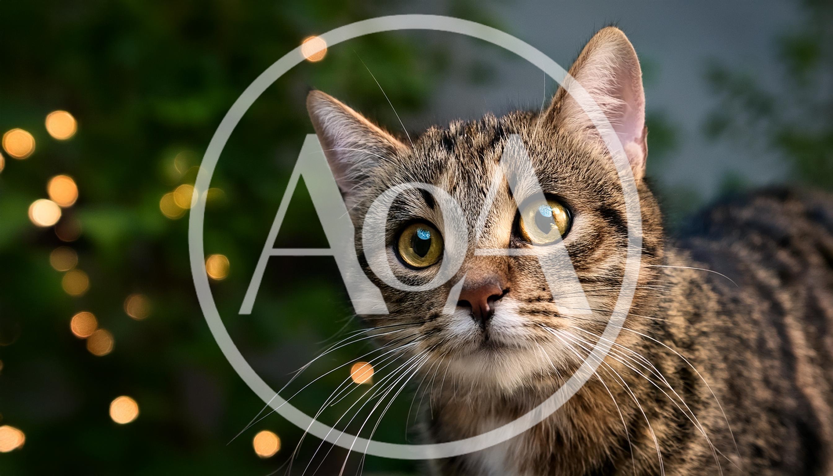 Close Up Portrait Of A Tabby Cat