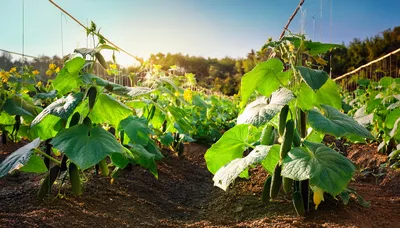 Cucumber Plants Growing In A Sunny Greenhouse