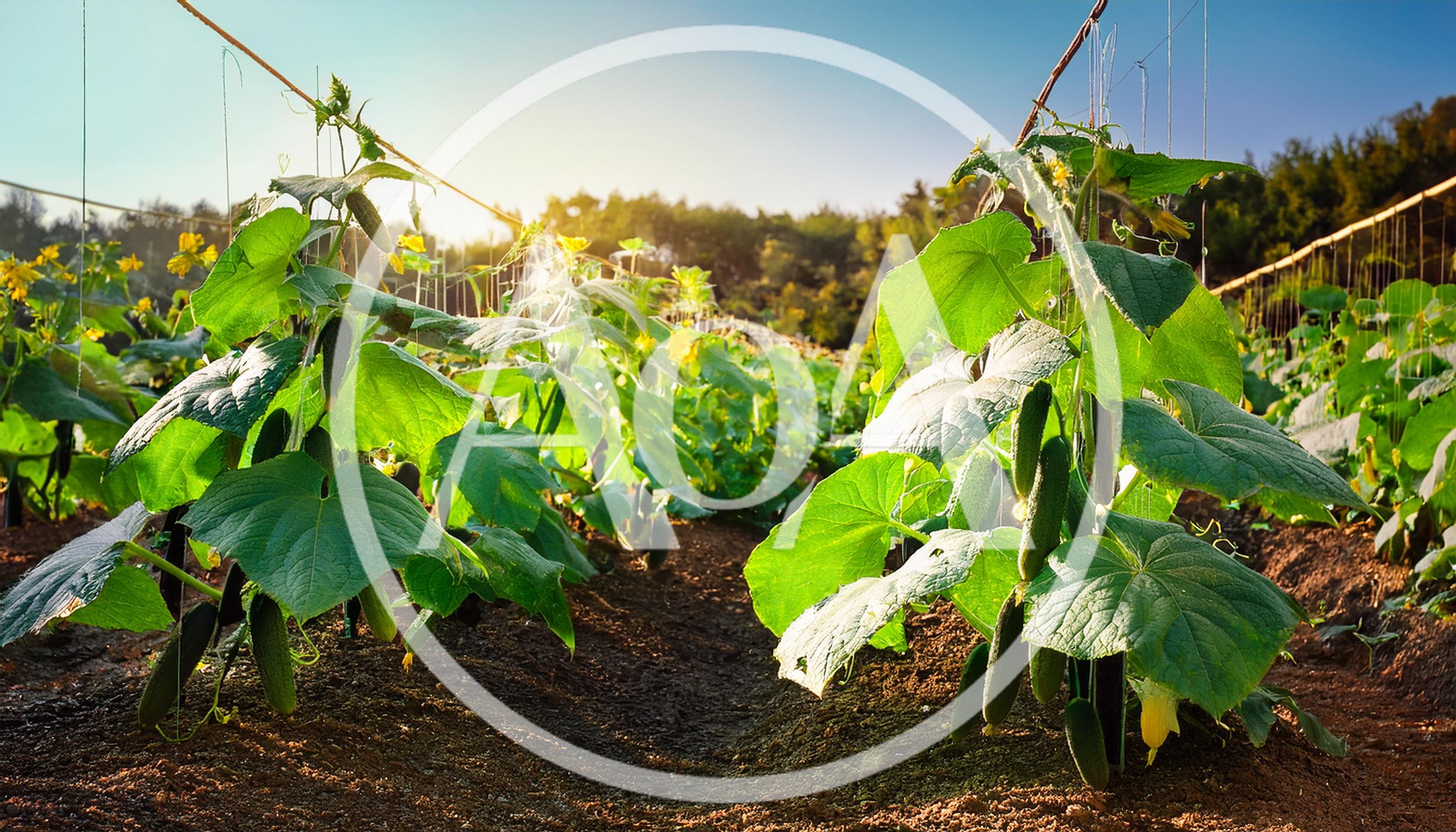 Cucumber Plants Growing In A Sunny Greenhouse