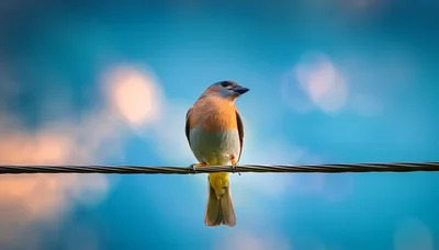Eastern Bluebird Perched on a Utility Wire