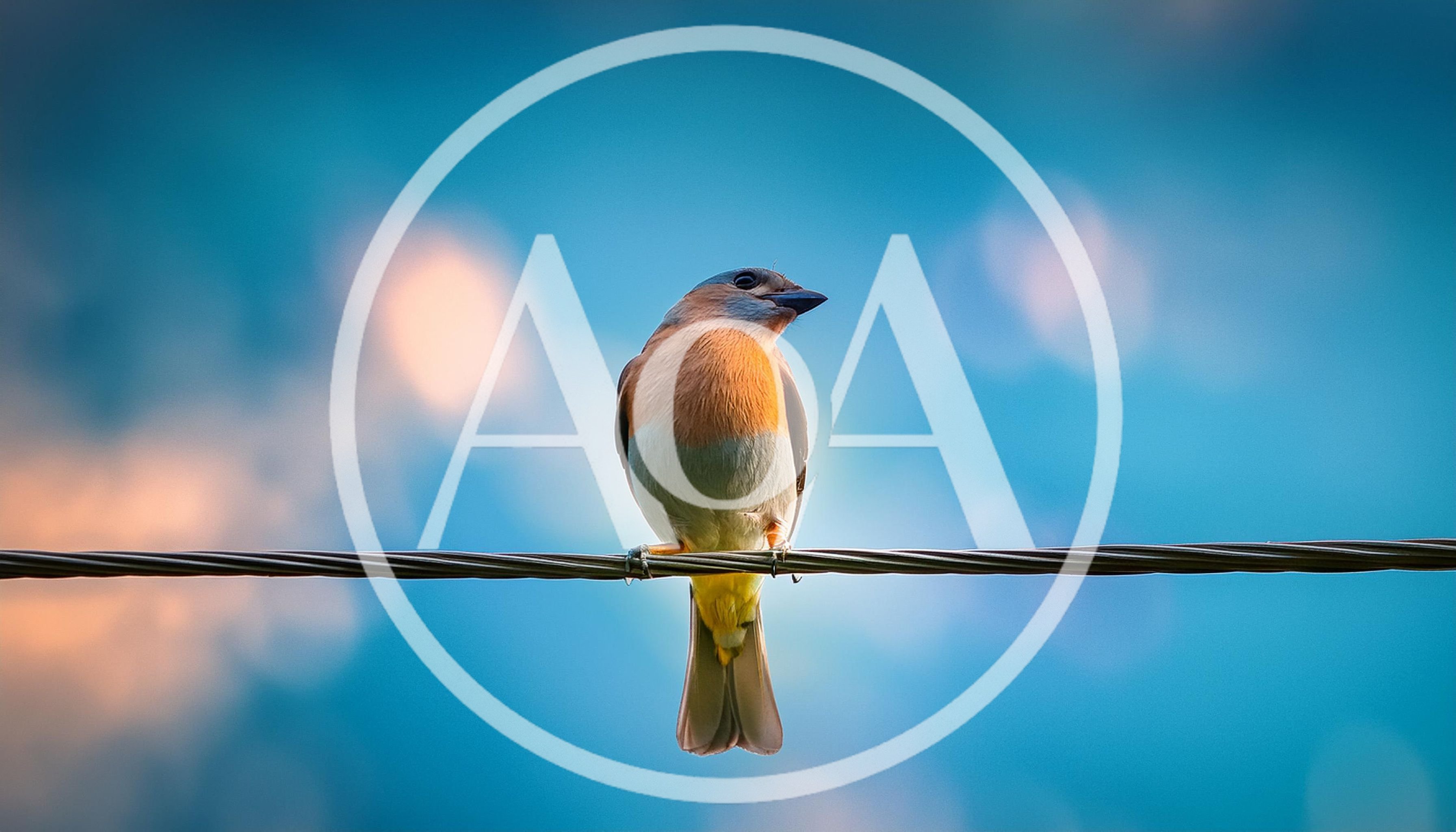 Eastern Bluebird Perched on a Utility Wire