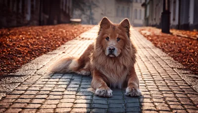 Fluffy Chow Chow Dog Resting On Cobblestone Path