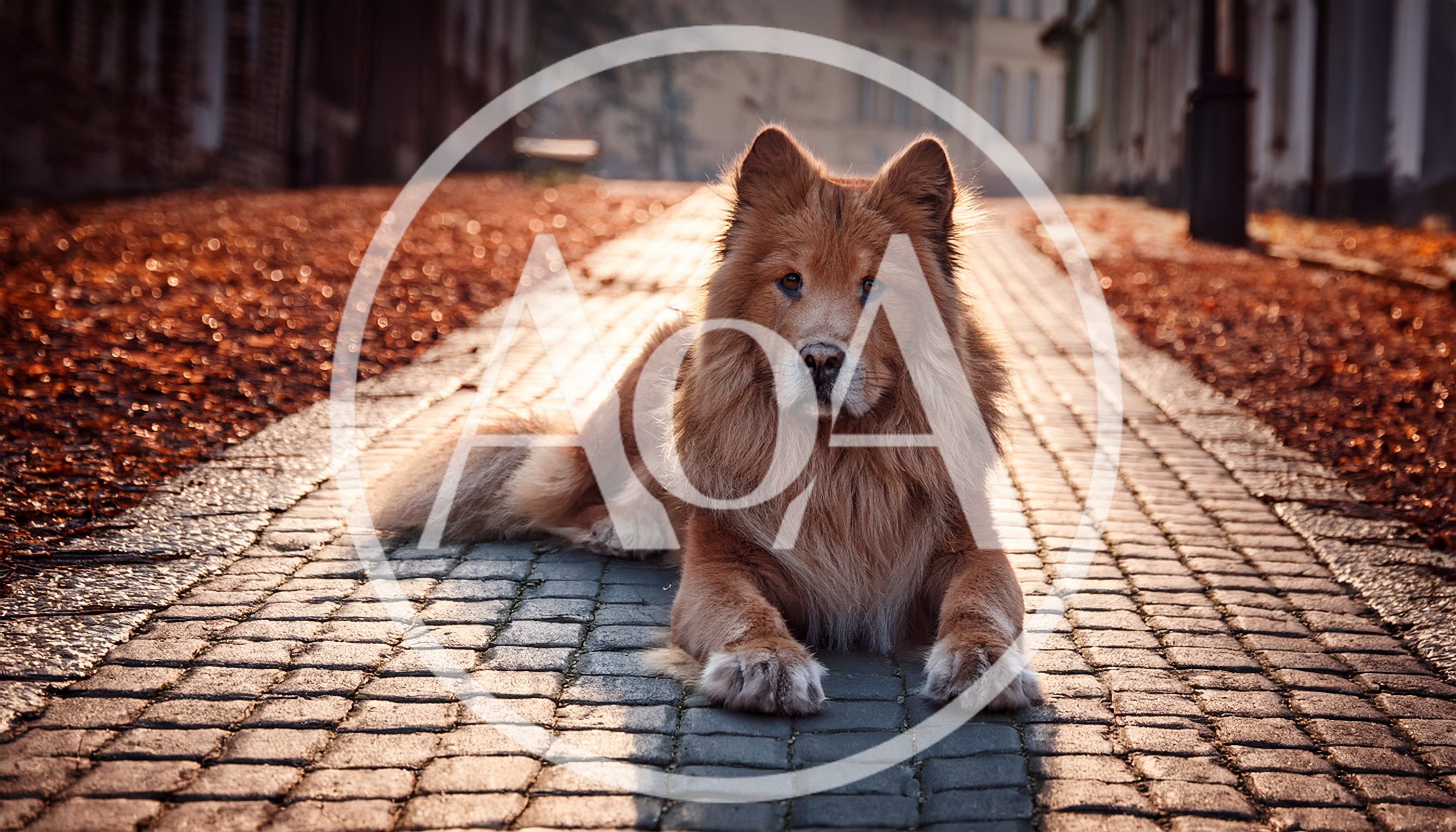 Fluffy Chow Chow Dog Resting On Cobblestone Path