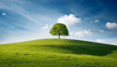 Solitary Green Tree On A Rolling Grassy Hill