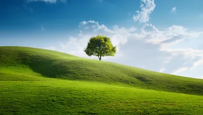 Solitary Green Tree Standing On A Rolling Grassy Hill