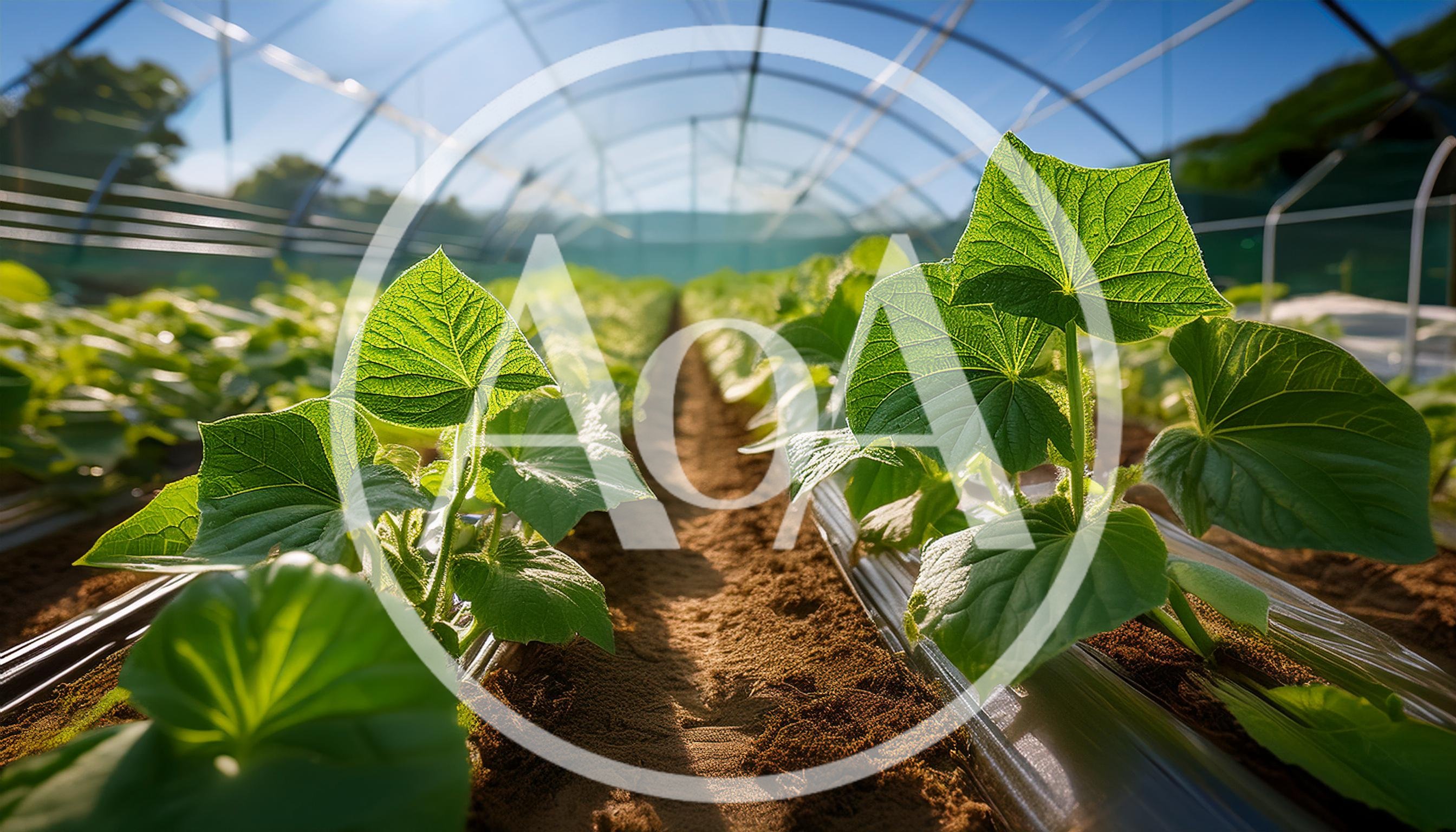 Young Cucumber Plants Growing Inside A Greenhouse