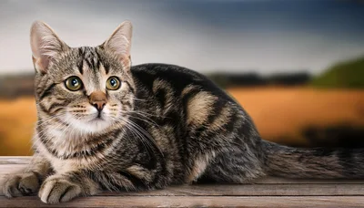 Tabby Cat Resting On A Wooden Surface