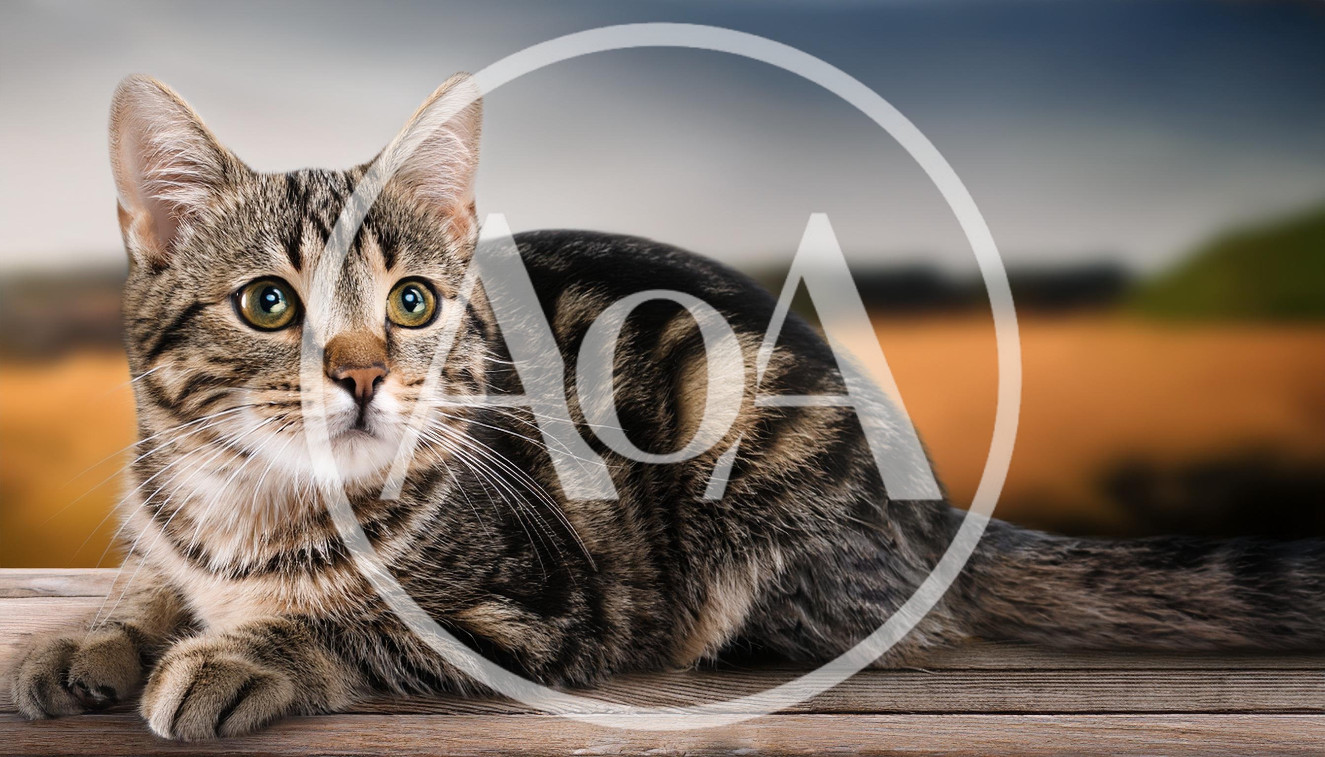 Tabby Cat Resting On A Wooden Surface