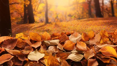 Autumn Leaves Covering The Forest Floor