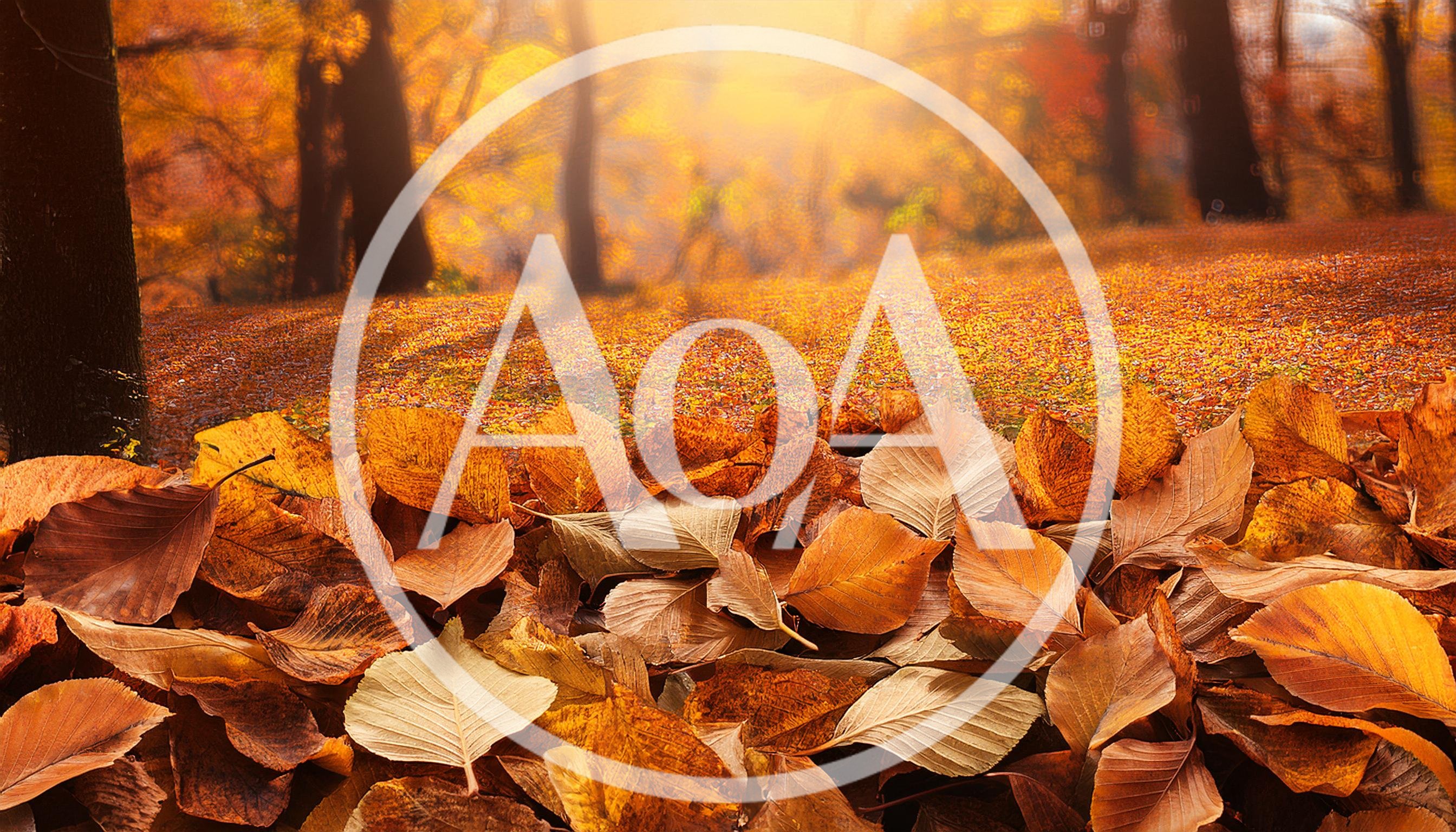 Autumn Leaves Covering The Forest Floor