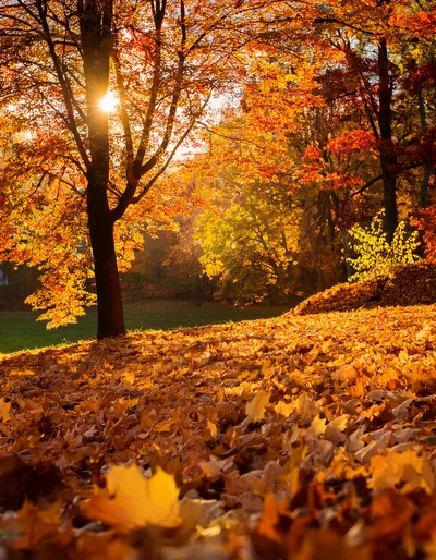 Golden Autumn Forest Landscape With Sunbeams