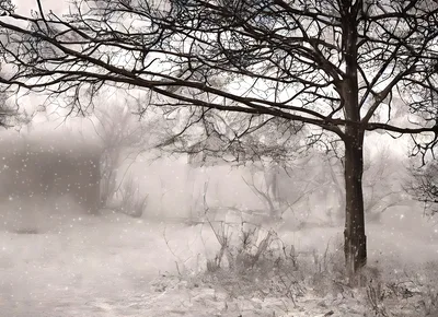 Snow Falling In A Misty Winter Forest