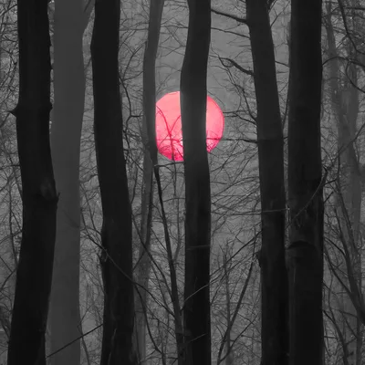 Red Moon Glowing Through Dark Forest Trees