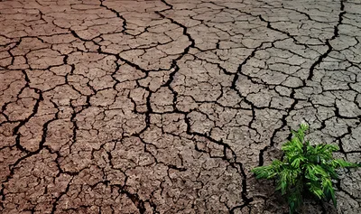 Small Green Plant Growing In Cracked Dry Earth