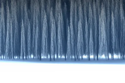 Dense Forest Of Frost Covered Pine Trees In Winter