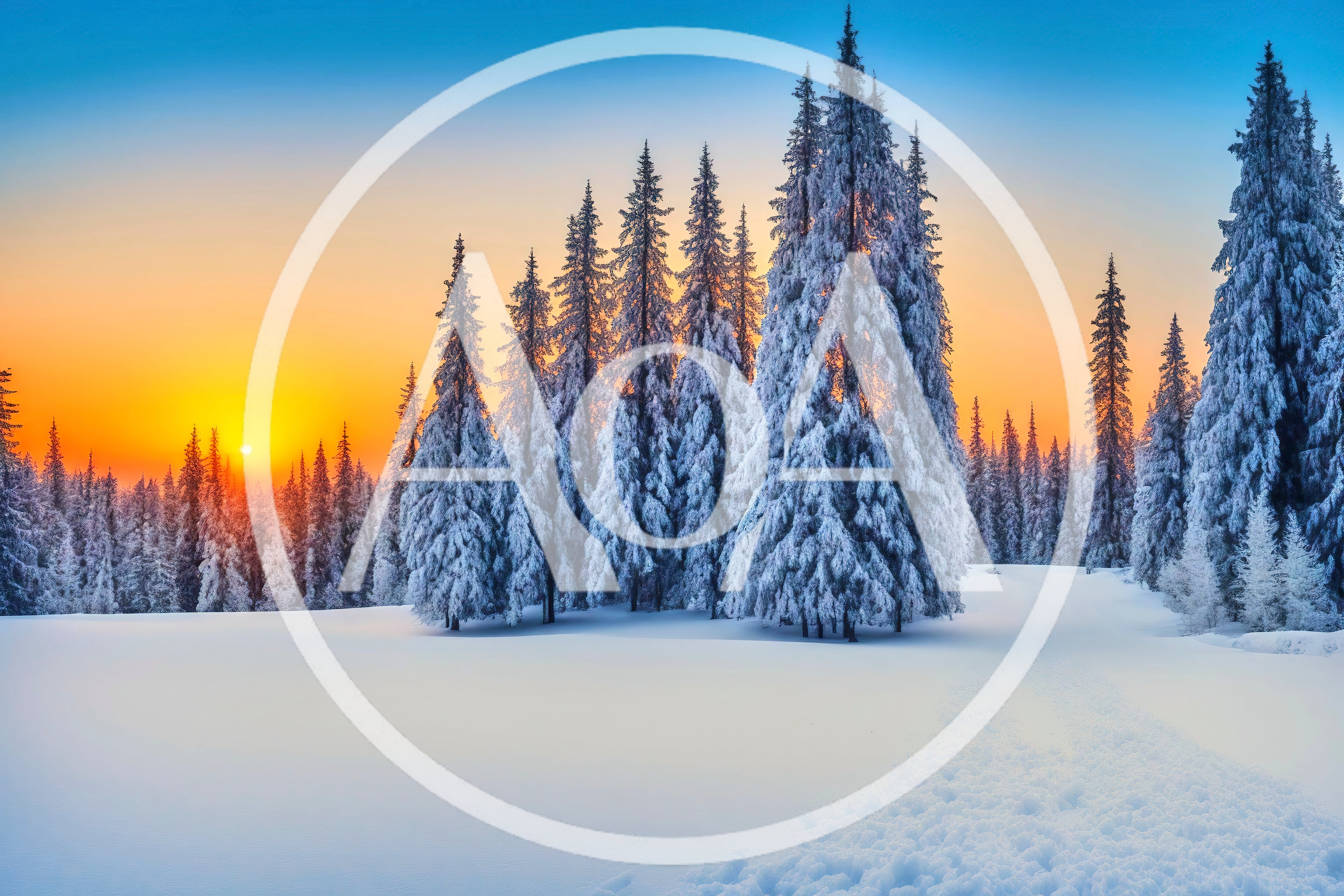 Snow Covered Pine Forest At Sunset