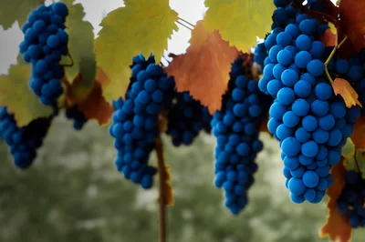 Clusters Of Ripe Blue Grapes In A Vineyard