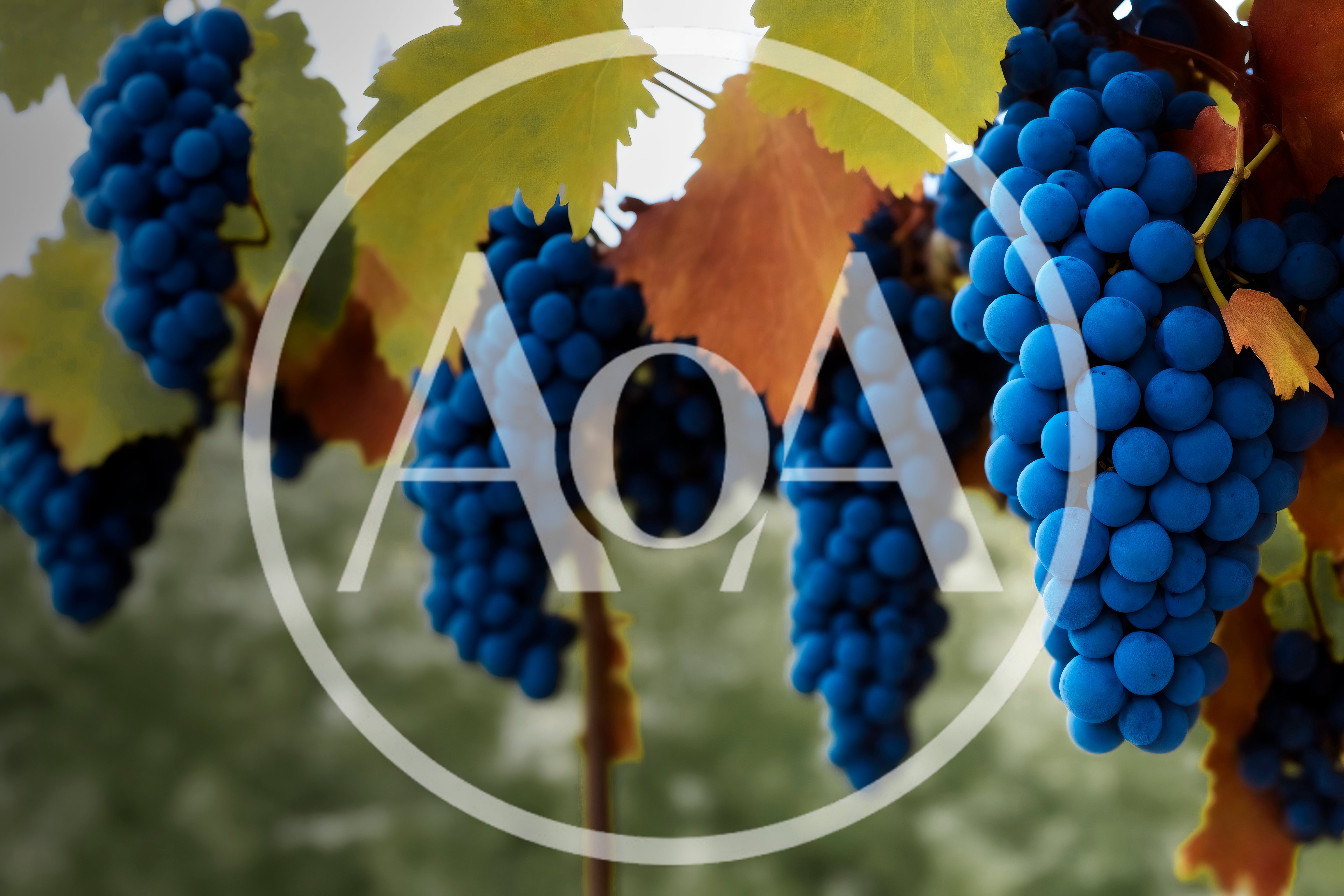 Clusters Of Ripe Blue Grapes In A Vineyard