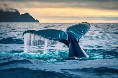 Humpback Whale Tail Fluke Breaking Ocean Surface