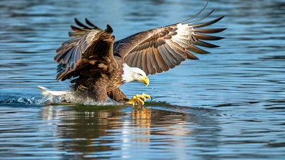 Bald Eagle Hunting Fish In Calm Water