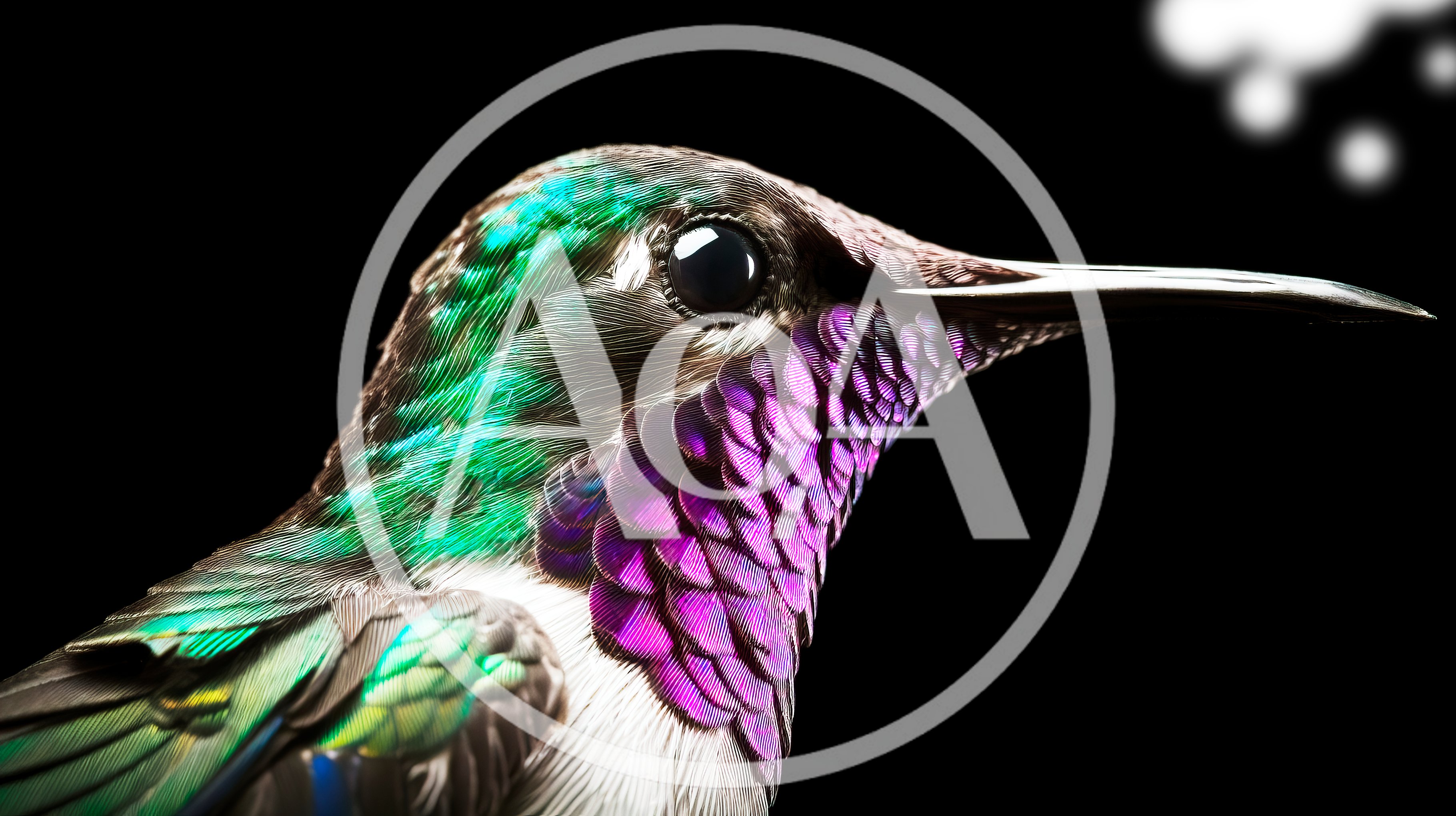 Close Up Portrait Of A Vibrant Hummingbird