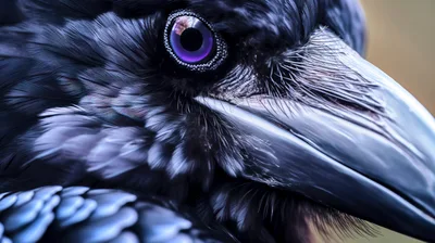 Extreme Close Up Of A Raven Eye And Beak