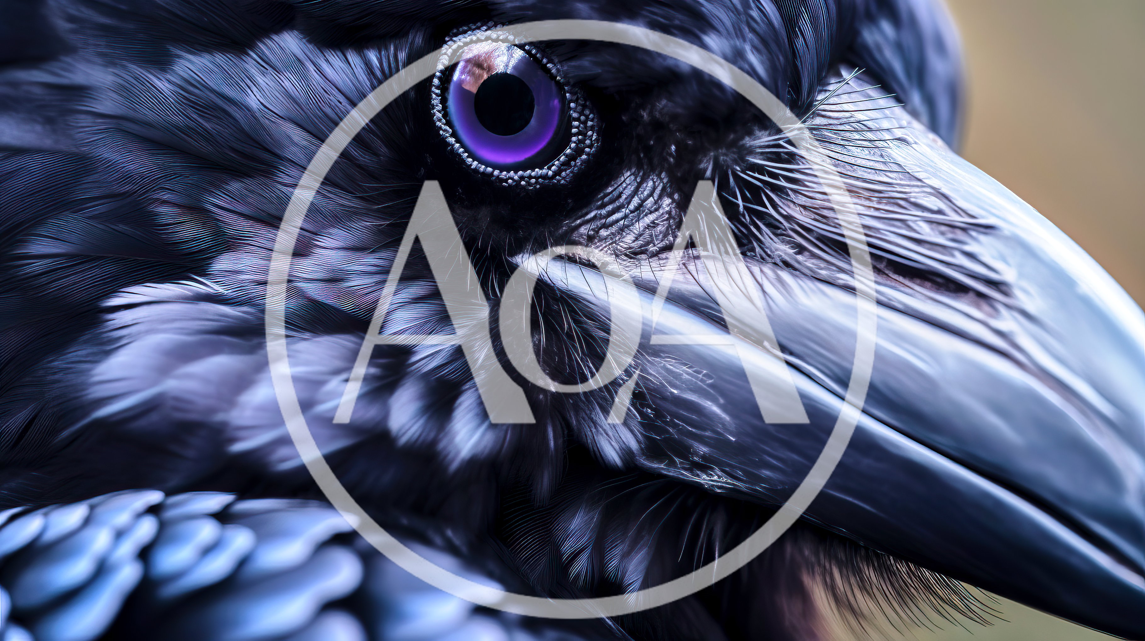 Extreme Close Up Of A Raven Eye And Beak