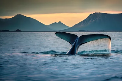 Humpback Whale Tail Fluke Breaking Ocean Surface