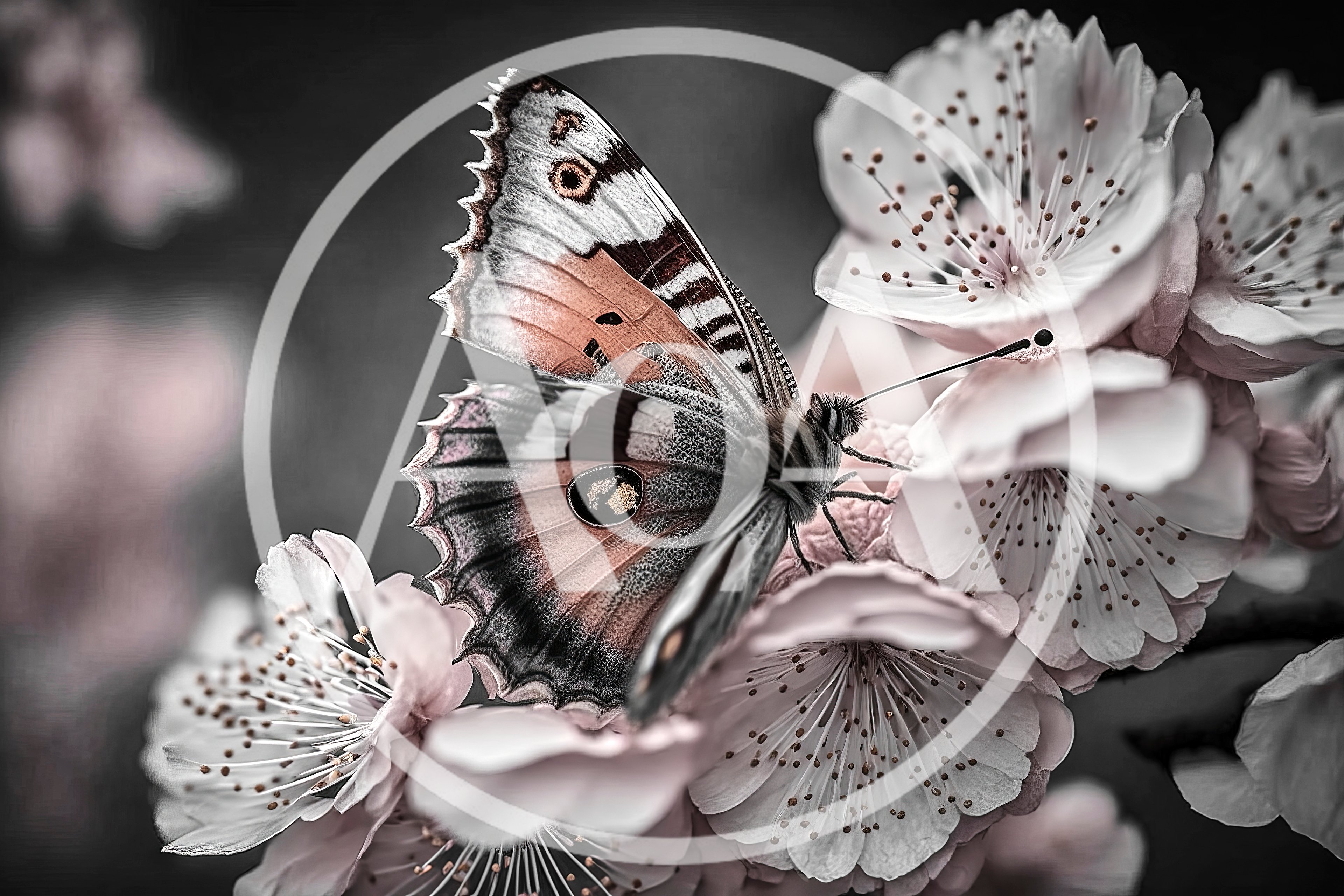 Butterfly Resting On Delicate Pink Cherry Blossoms