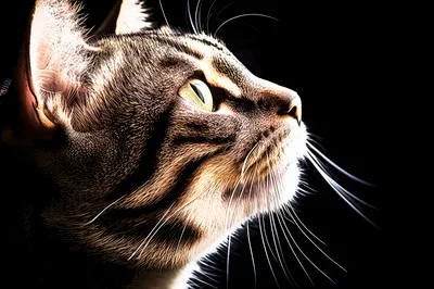 Close Up Profile Of A Tabby Cat