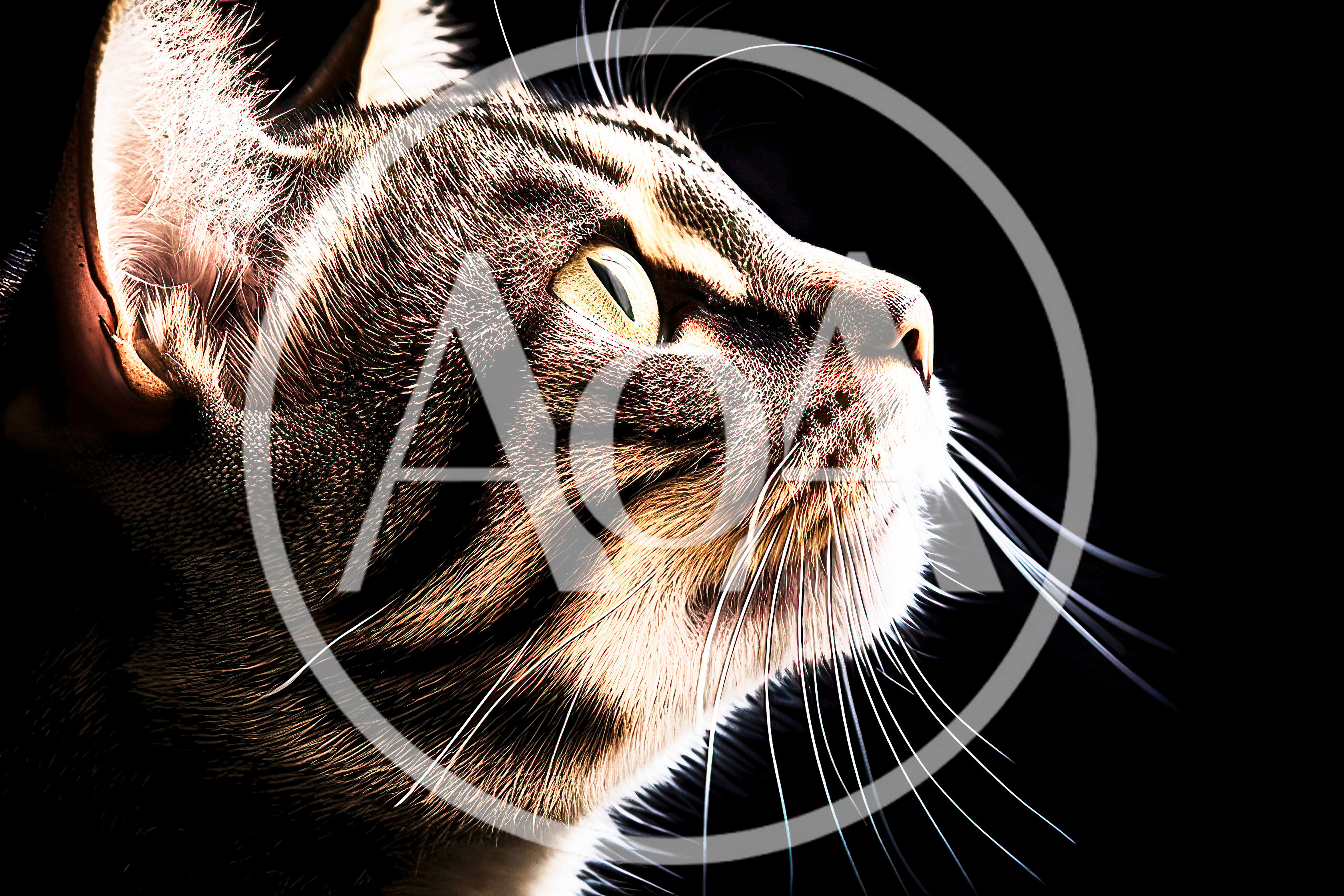 Close Up Profile Of A Tabby Cat