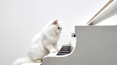 White Persian Cat Playing A White Grand Piano