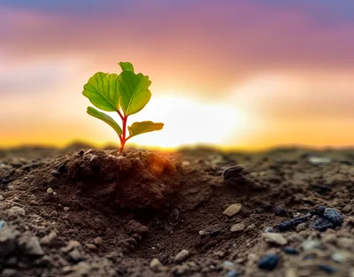 Small Green Sprout Growing In Fertile Soil At Sunset