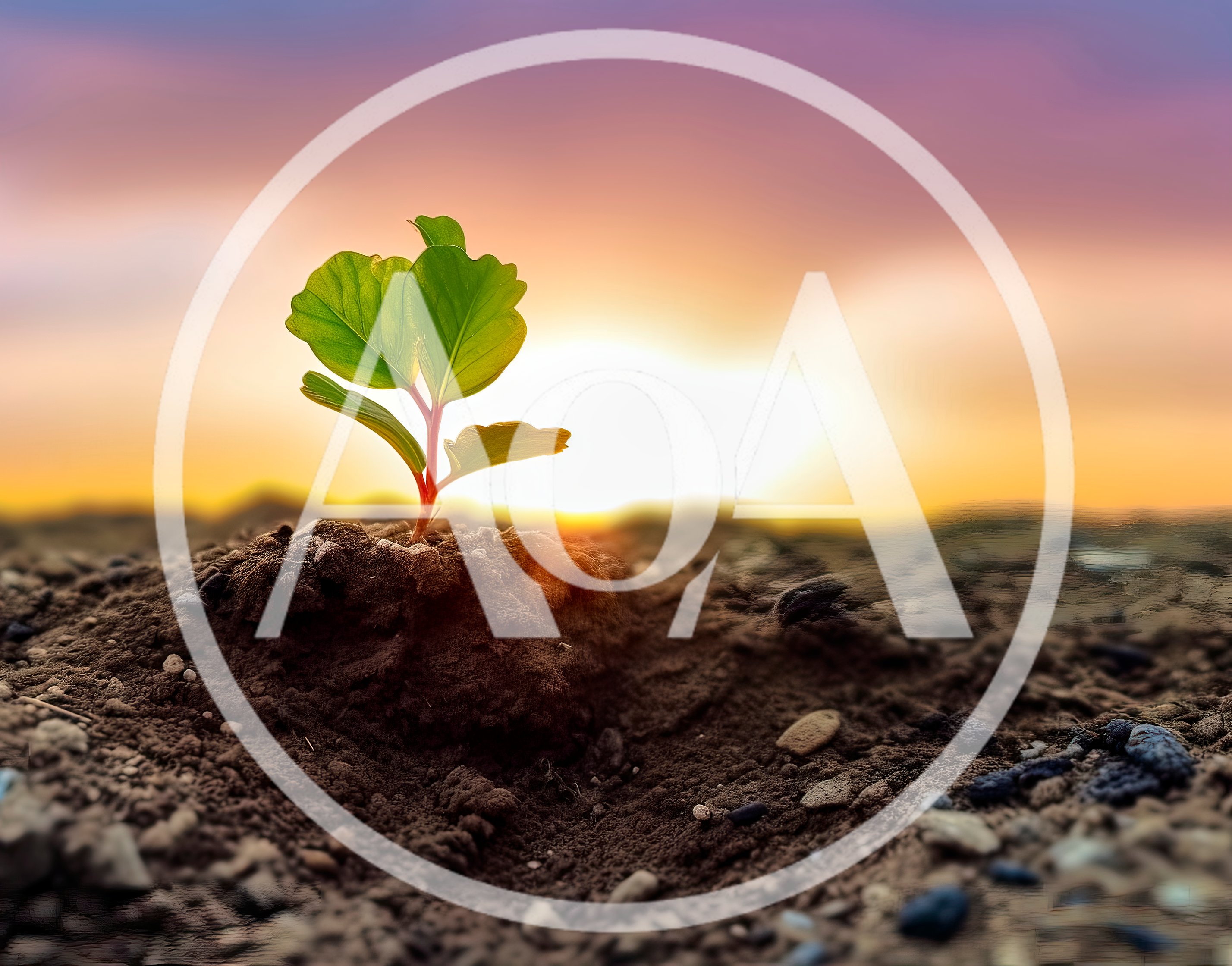 Small Green Sprout Growing In Fertile Soil At Sunset