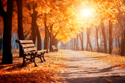 Empty Wooden Bench In A Sunny Autumn Park