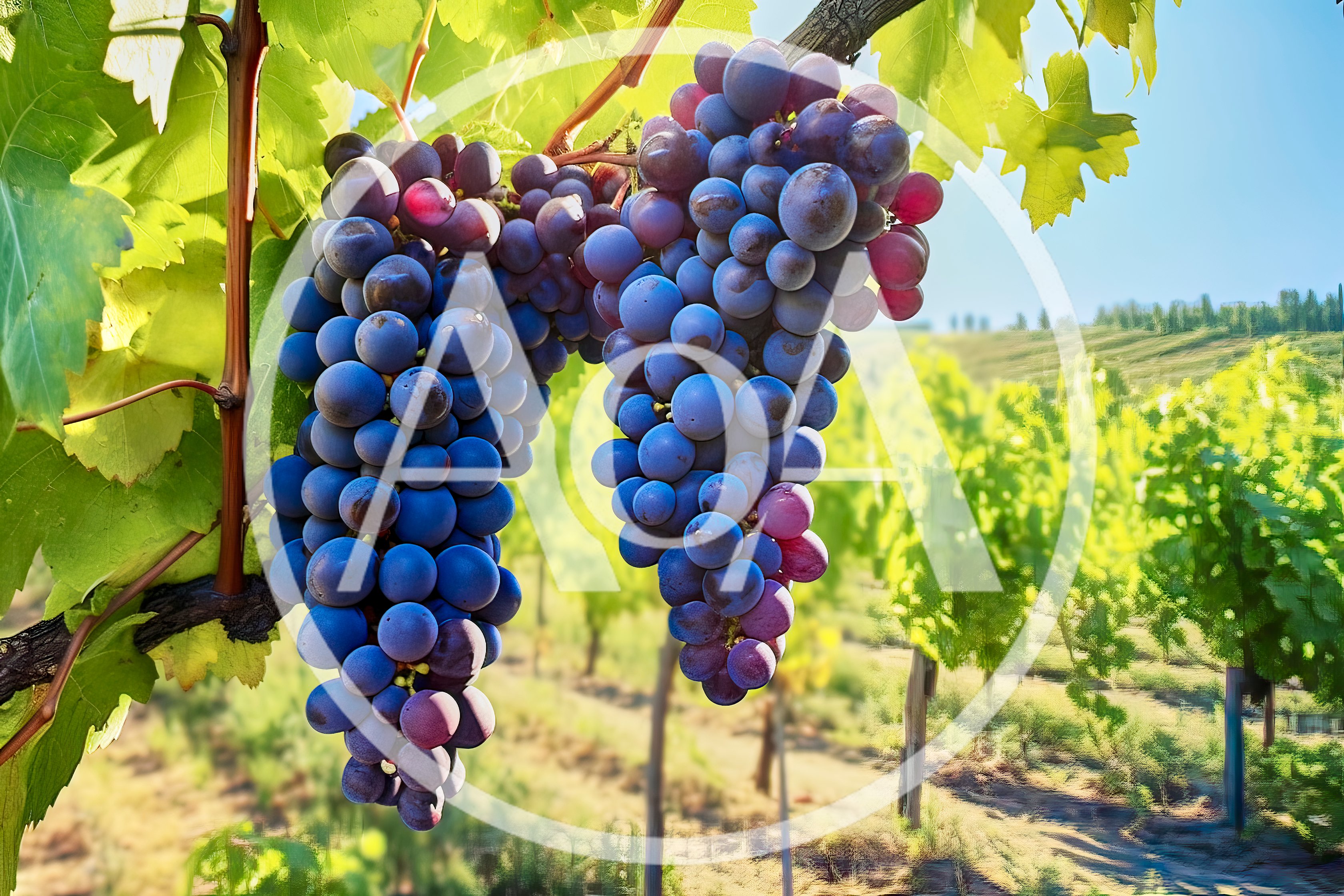 Two Bunches Of Ripe Purple Grapes In A Vineyard