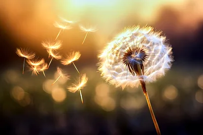 Dandelion Seeds Blowing In The Golden Sunset Light