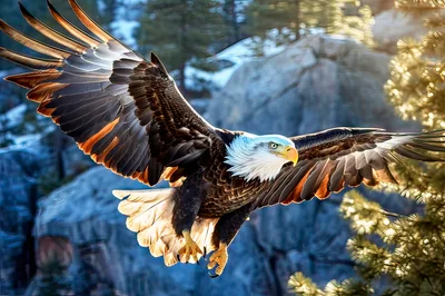 Majestic Bald Eagle Soaring Through Mountain Landscape