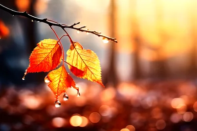 Golden Autumn Leaves With Dew Drops