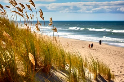 Tall Beach Grass On Sand Dunes Overlooking Ocean