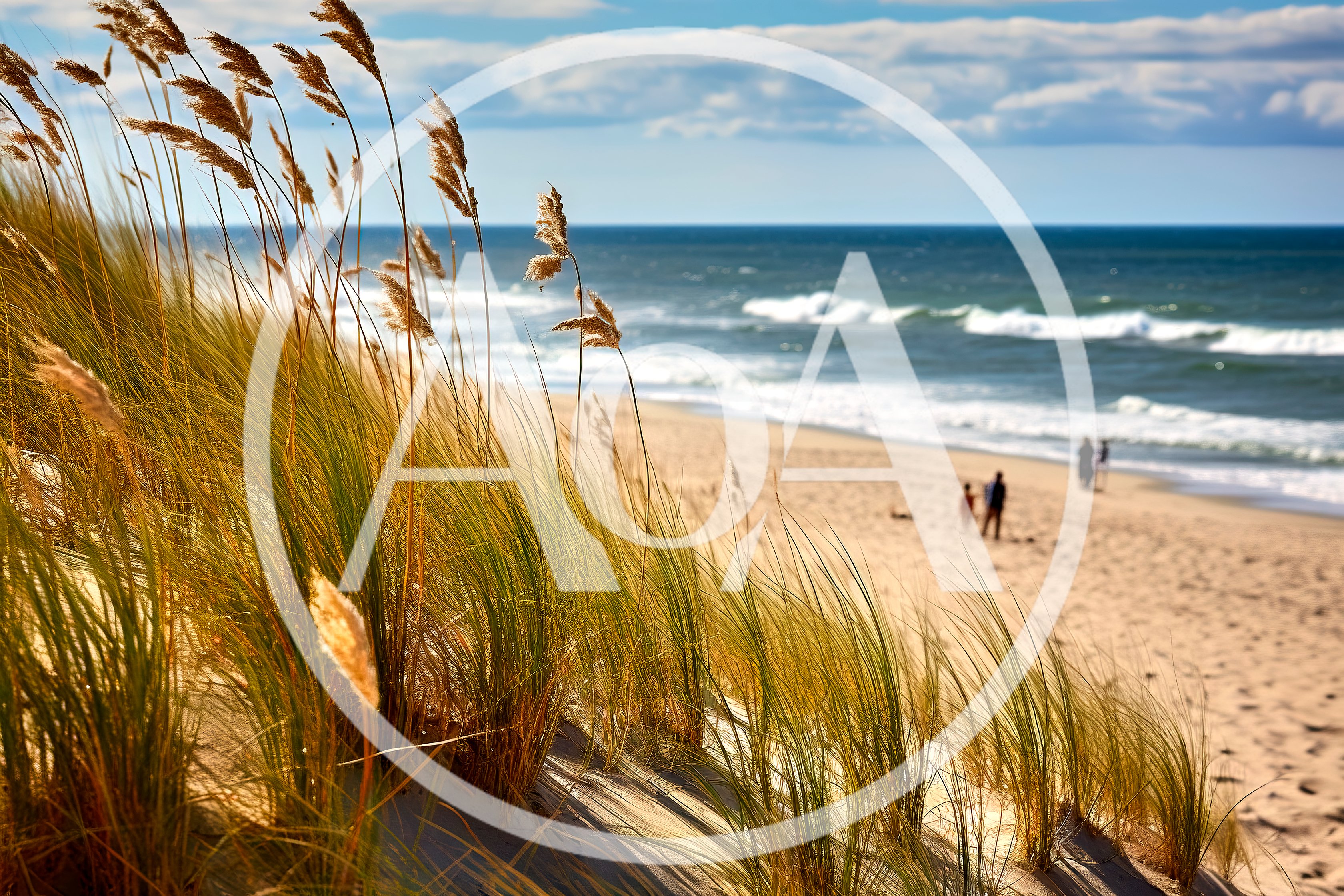 Tall Beach Grass On Sand Dunes Overlooking Ocean