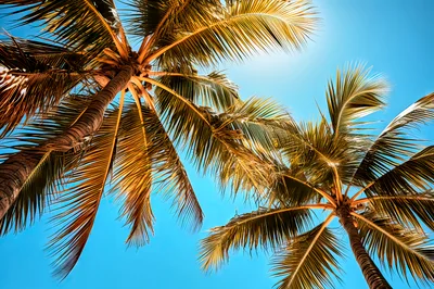 Low Angle View Of Tropical Palm Trees