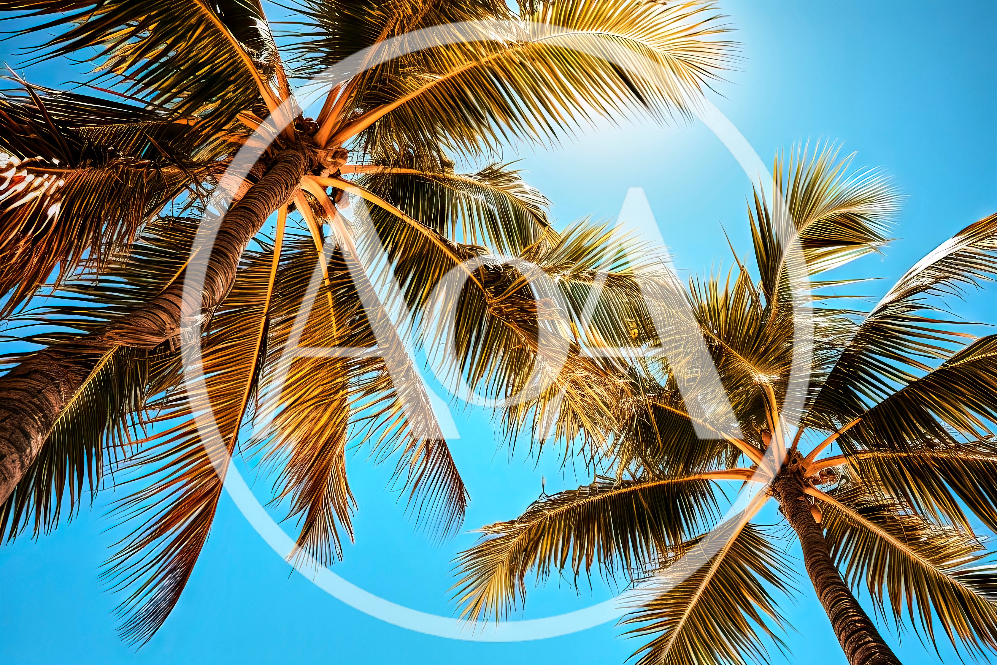 Low Angle View Of Tropical Palm Trees