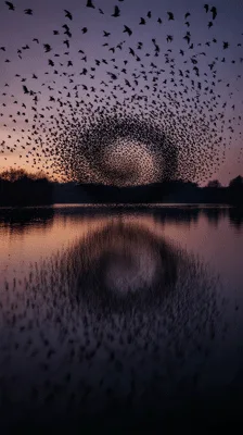 Starlings Murmuration Forming A Spiral Over A Lake